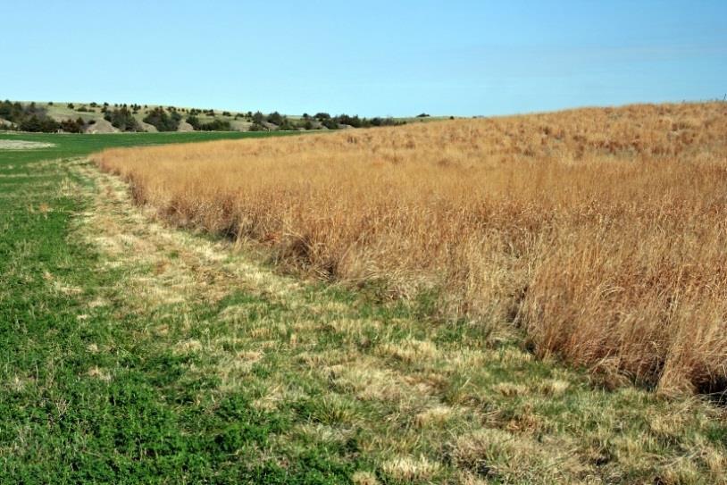 Firebreak Management Ben Wheeler Pheasants Forever Ord, Nebraska Firebreaks, which can occur naturally or can be created, are used during prescribed fires as a boundary that surrounds the entire
