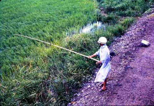 The rice fields were often many miles from the sea or even a river! And those rice fields in the dry season were bone dry and rock hard.