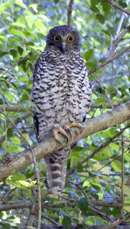 Powerful owl Conservation status:
