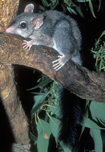 Brush-tailed phascogale Conservation