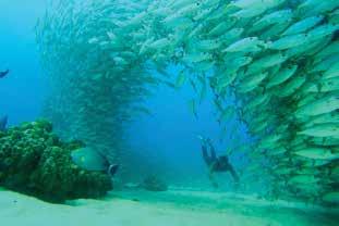 As you snorkel the crystal-clear waters you will observe a variety of fish and sea life in this healthy reef. A deli style lunch is included.