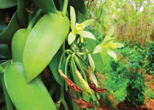 The adventure will take you through their operation from the cultivating of the unique vanilla orchid to a vanilla inspired gourmet meal. The tour is limited to 24 people, so sign up early.