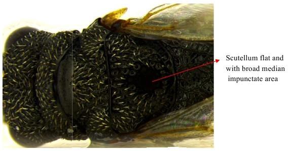 14 Gowri P et al. Figure 13. Dirhinus deplanatus Boucek & Narendran Dirhinus pilifer Boucek & Narendran 1981 a.