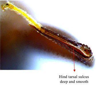 New records of chalcidid (Hymenoptera: Chalcididae) pupal parasitoids from... 17 adult; recordedby: S. Palanivel and M. Ayyam Perumal; identifiedby: J. Gowri Prakash and S. E.