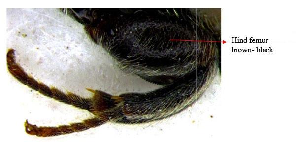 New records of chalcidid (Hymenoptera: Chalcididae) pupal parasitoids from... 19 Figure 19.