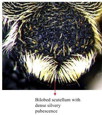 New records of chalcidid (Hymenoptera: Chalcididae) pupal parasitoids from... 3 Taxon treatments Brachymeria albicrus (Klug) 1834 Material a.