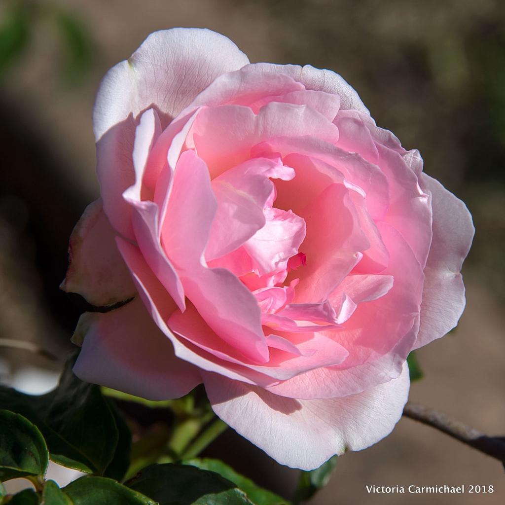 Montville Rose The Duchesse de Brabant - thank you to all readers who responded to the challenge.