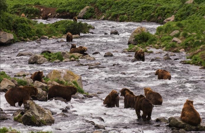 Scientific volunteering: call for volunteers for field season 2019 Brief project description The South Kamchatka Federal Sanctuary named after Tikhon I.
