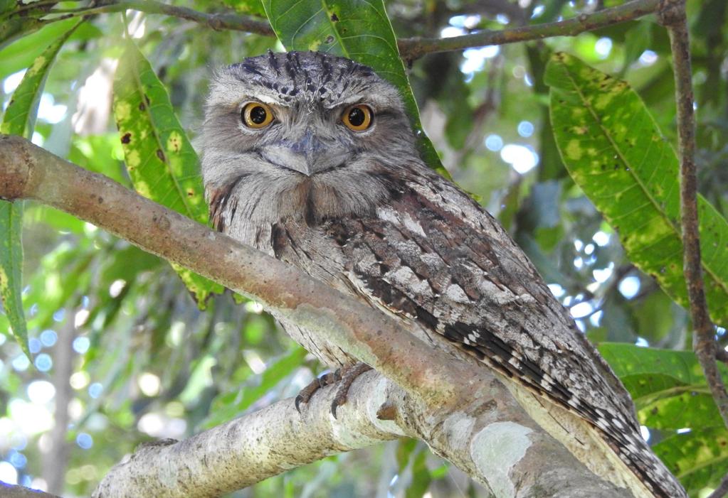 Local Fauna and Flora A beautiful image of a Tawny Frogmouth by Andrew Melville. Thank you. Dodonaea triquetra a local hop bush species.