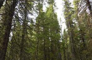Coniferous (softwood) and mixed-wood forests dominate the Boreal region. The main conifer species are black and white spruce, jack pine, balsam fir, tamarack and eastern white cedar.