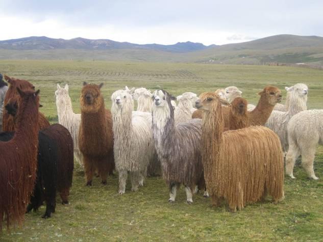 Alpacas Suri of different