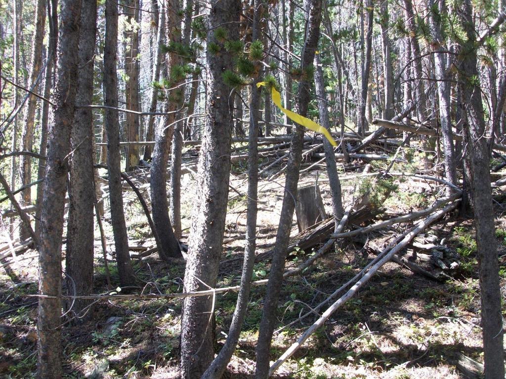 Figure 6 Example of a section of new trail where some tree