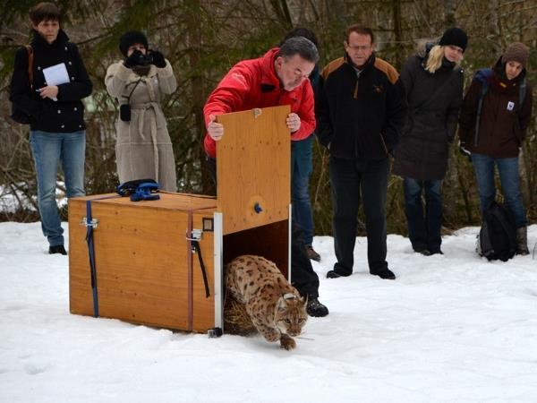 Why the LIFE Lynx project? How? Releasing new animals into the nature among the most controversial measures!