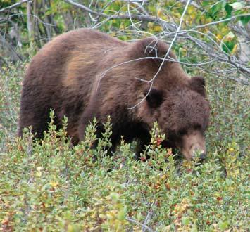 Be aware that visibility is poor, noise from the river can be loud and the wind is frequently blowing upstream. All of these factors greatly reduce a bear s ability to avoid you.