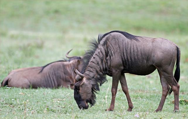16 BLUE WILDEBEEST (GNU) Main Characteristics Blue Wildebeest are large antelope that have a body length between 1.5 and 2.4 m (5-7.75 ft), a shoulder height between 1.28 and 1.4 m (4.2-4.
