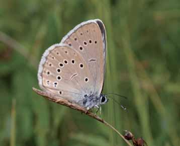 Scarce Large Blue (Maculiea teleius) In symbiosis with the Ant and Great Burnet Scarce Large Blue (Maculinea teleius), which is known for its specific ecological demands, is one of the most