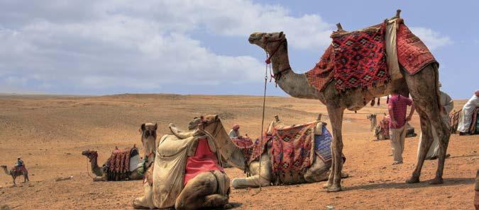 Camels are particularly well suited to s desert conditions because they can survive on very little water.