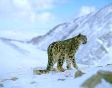 Information on snow leopard is as scanty as the animal itself 19