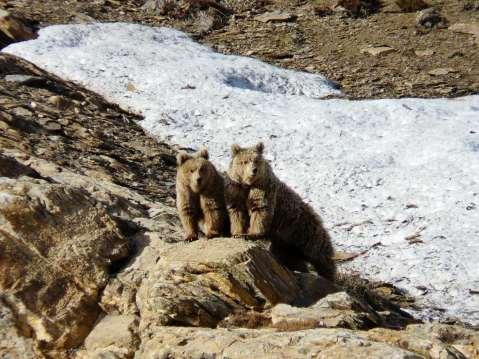 Yash Veer Bhatnagar Himalayan Brown bear (Ursus arctos isabellinus)