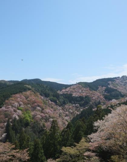 nature and rigorous physical training), we ll then continue up the slopes of Mt Yoshino to Mikumari Jinja, a beautiful shrine located on the high slopes of Yoshino and dedicated to the water goddess