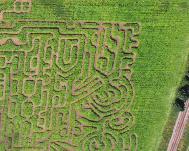 Thornton Abbey Maize Maze Welcome to the amazing Thornton Abbey Maze Maize.