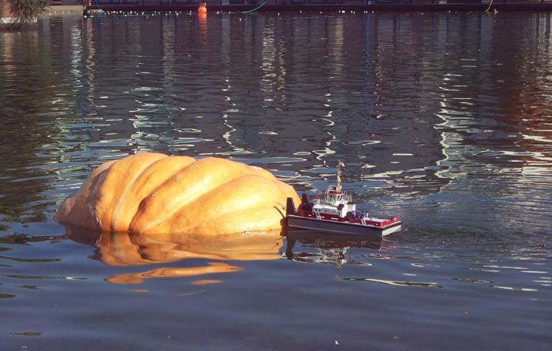 October 18 is the Pumpkin Regatta in Tualatin This event is a Fall harvest celebration, and is focused on a Giant pumpkin growers competition.