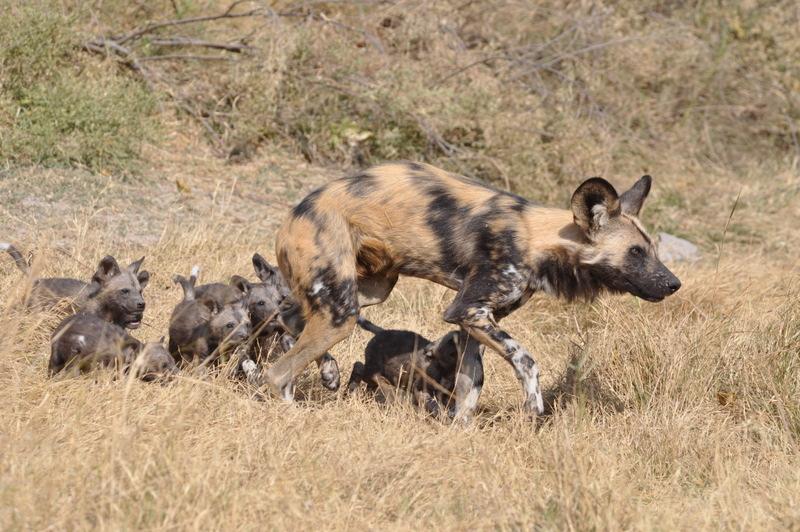 The Selinda Reserve is well known for its outstanding predator viewing as the open plains are especially good for observing the highly endangered African wild dog and cheetah.