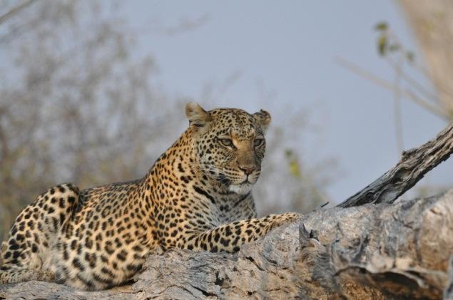 Selinda Camp offers game drives throughout the day - focusing primarily on early morning and afternoon/early evening game drives but guests can travel out at midday to enjoy a siesta at one of the