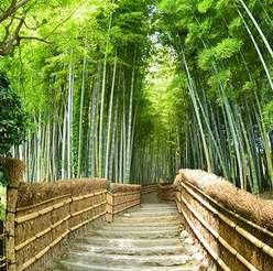 Day 14 - Thur 4th April: Kyoto (B) Today we travel to the Arashiyama Sagano area of Kyoto and spend time viewing the serene bamboo forest and Arashiyama.