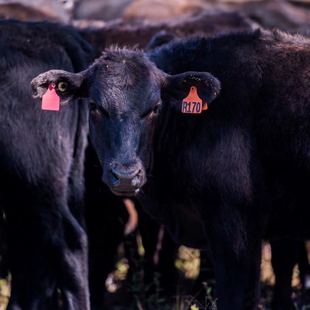 Get involved The Wagyu breed is leading the way in growth in