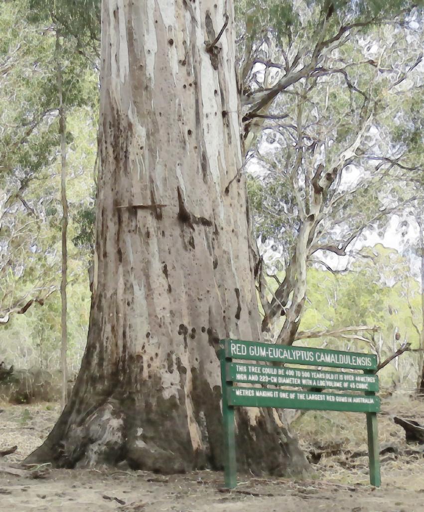 Saturday 27th june mallee cliffs Spend the day in the Mallee Cliffs State Forest. Explore bush tracks through dry water courses, eroded cliffs, ancient trees and an historic graveyard.
