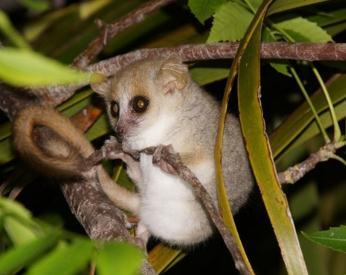Madagascar is qualified as having exceptional ecological richness.