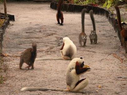 including the largest lemurs, the Indri,
