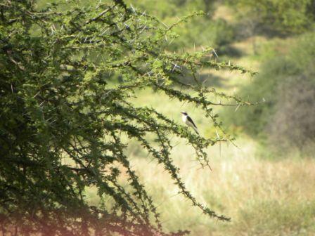 Rare bird sighting by Porini Amboseli (www.porini.