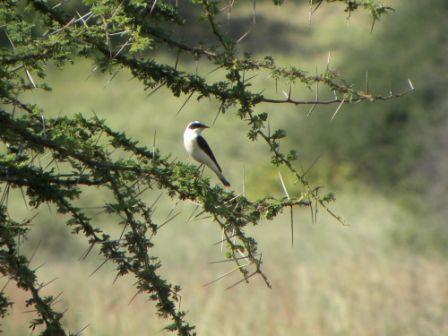 record ever of a sighting of this bird in Kenya!