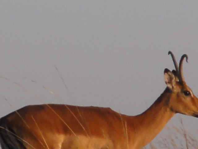 This photo was taken near Rekero in the Mara earlier March. It's a FEMALE impala with very strange horns!