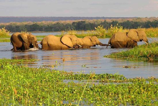 This magical & memorable eco-safari through the famous Okavango Delta & Savute & Chobe National Parks will begin in Maun, Botswana, and end in Victoria Falls.