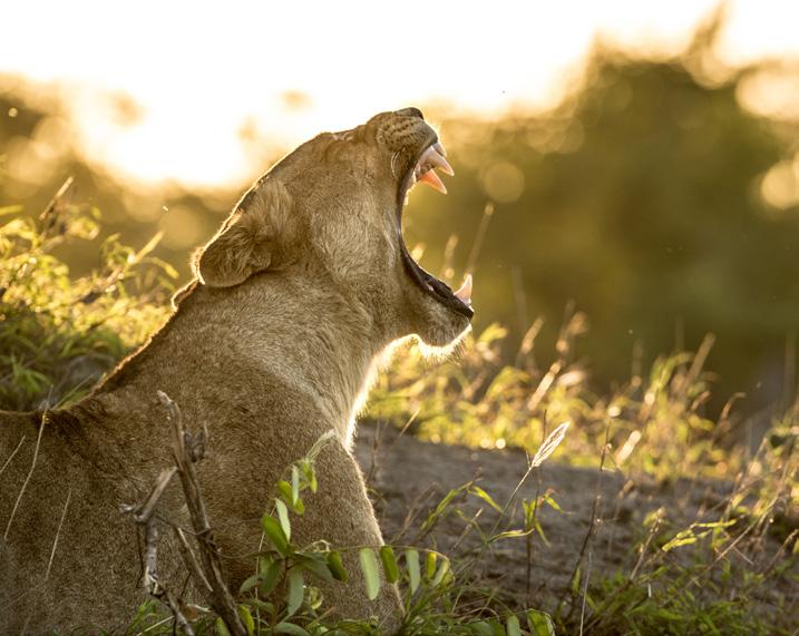 CONSERVATION AS A WAY OF LIFE Built upon a 100-year purpose to preserve and protect African wilderness for future generations, Singita has been championing conservation in Africa from the very