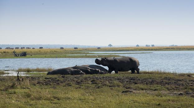area. This particular region of the Delta offers some of the best wildlife encounters where you can see lion, leopard,