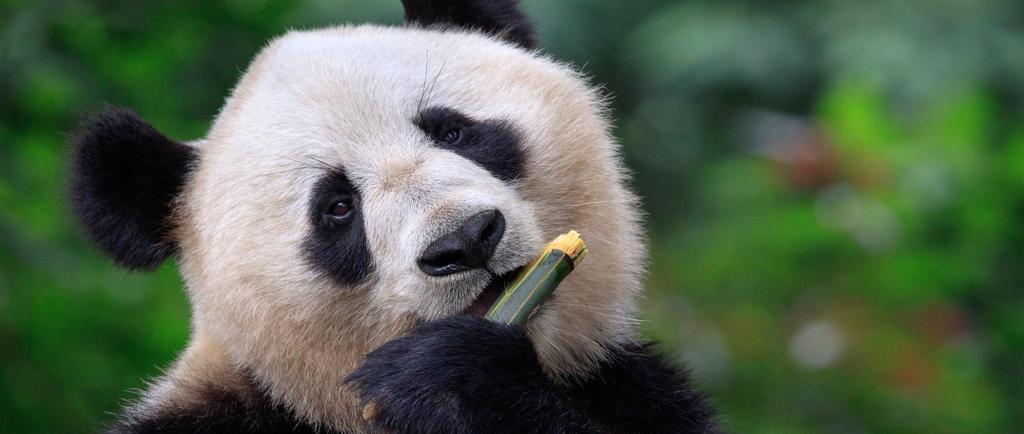 TOUR INCLUSIONS HIGHLIGHTS See adorable Giant Pandas at Beijing Zoo Visit impressive Tiananmen Square in Beijing Explore the UNESCO listed Forbidden City Learn about pearls at a Freshwater Pearl