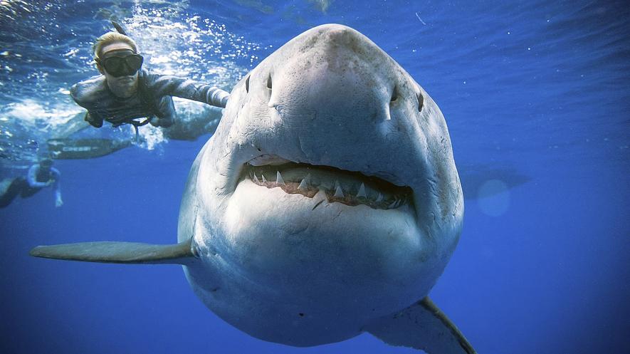 She backs legislation to protect her swim partner a 20-foot shark By Associated Press, adapted by Newsela staff on 01.24.