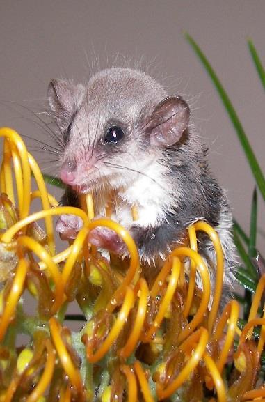 Possum/Glider rehabilitators must demonstrate compliance with the Standards in the NSW Office of Environment and Heritage policies in relation to rescue, transport, assessment, care, husbandry,
