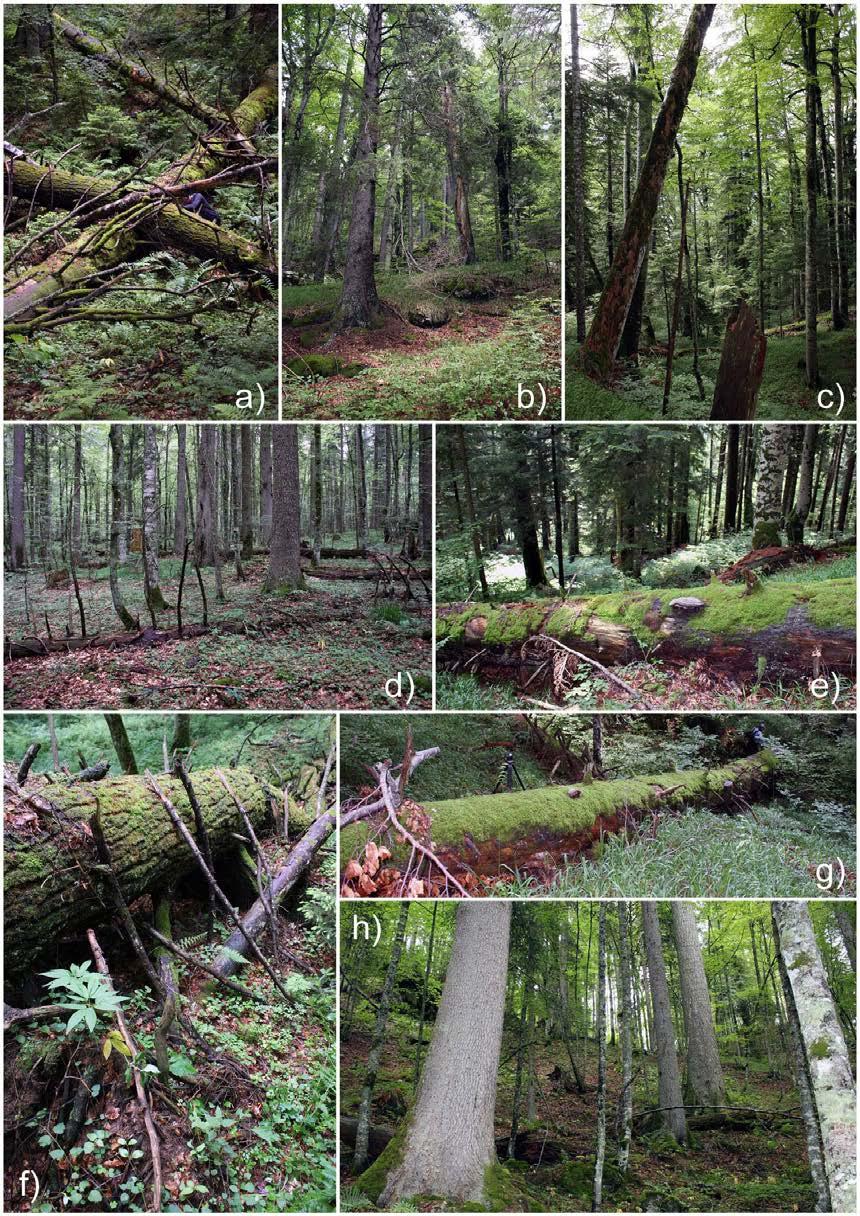 Figure 4. Details and scenery from two pristine forest in Bosnia and Herzegovina.