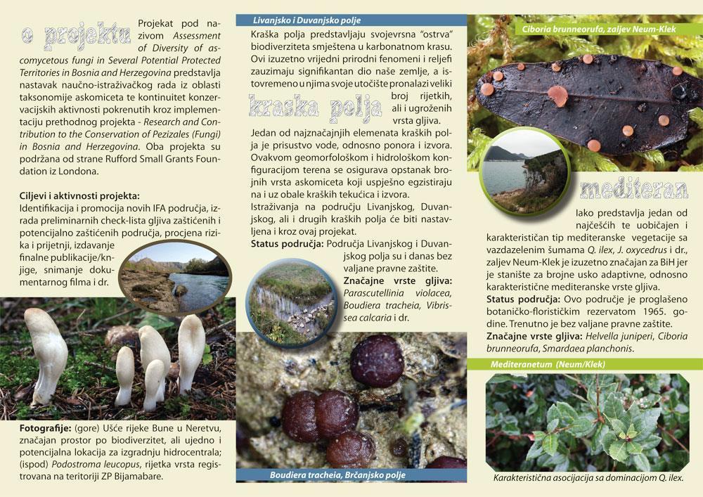 Important Fungal Areas