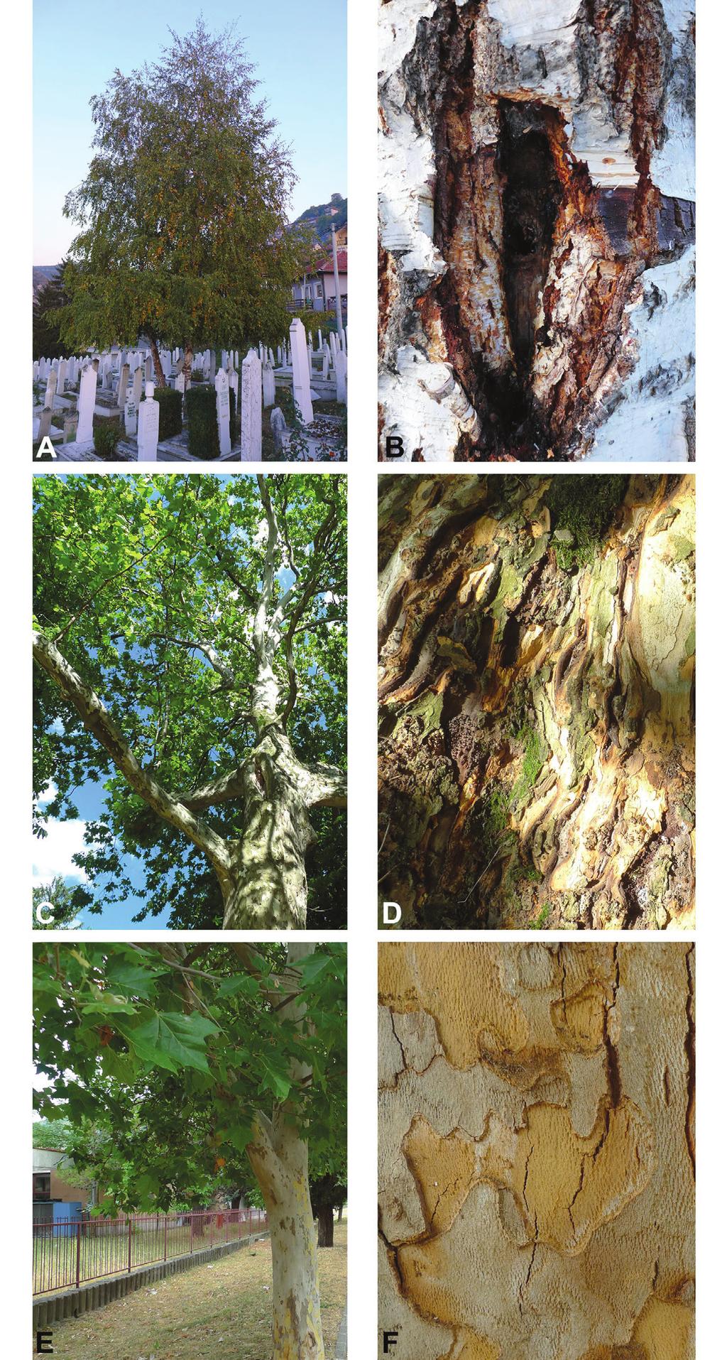 Nat. Croat. Vol. 27(1), 2018 235 Fig. 2. Habitat and microhabitat types of Chernes hahnii in Bosnia and Herzegovina. A, B: Betula sp.
