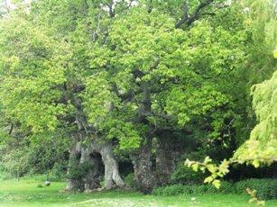 Some of the other things some of us also did Linda and I did several woodland walks to admire some the island s wonderful oaks. This oak is one at Quarr Abbey near Ryde.