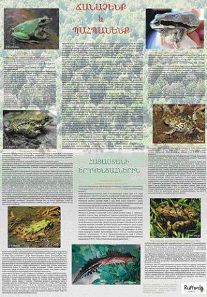 Fig. 6. Poster (the title in Armenian is Know and protect Armenian amphibians ). Fig. 7.