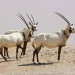 Qatar s wild mammals are hard to spot, most of them being small and nocturnal. The larger, diurnal species, like the Arabian oryx, gazelle and ibex, have been hunted down to extinction.