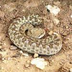 Horned viper Nature Conservation The government of Qatar has ratified multiple international agreements on natural conservation, but industrial, urban and touristic development continue to threaten