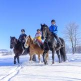 Explore the paths of winter forest and enjoy the silence with only quiet sound of horses roaming in the snow. This program is suitable for those aged 12 years and over.